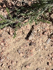 Trimerotropis pallidipennis