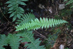 Dryopteris kawakamii