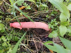 Phallus rubicundus