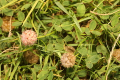 Trifolium fragiferum