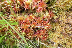 Sphagnum