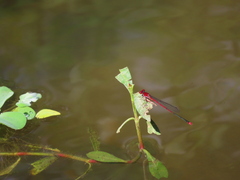 Pseudagrion pilidorsum