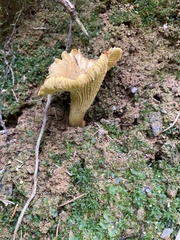 Cantharellus amethysteus