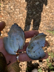 Pyganodon grandis