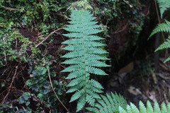 Dryopteris kawakamii