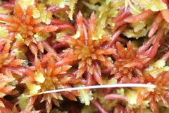 Sphagnum
