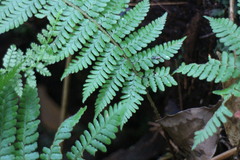 Dryopteris kawakamii