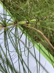 Equisetum telmateia