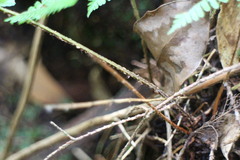 Dryopteris kawakamii