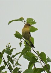 Icterus spurius