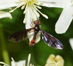 Ocyptamus fuscipennis