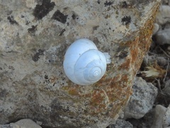 Sphincterochila candidissima
