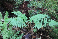 Dryopteris kawakamii