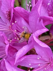 Bombus mixtus