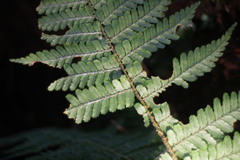 Dryopteris kawakamii