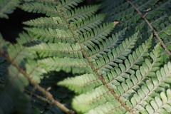 Dryopteris kawakamii