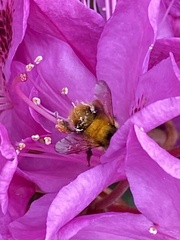 Bombus mixtus