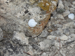 Sphincterochila candidissima