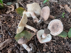 Lepiota brunneoincarnata