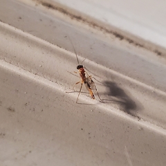 Temelucha ferruginea