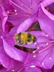 Bombus mixtus