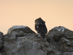 Athene noctua