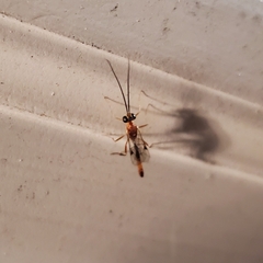 Temelucha ferruginea