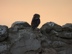 Athene noctua