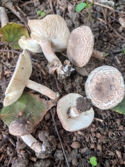 Lepiota brunneoincarnata