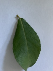 Salix aurita