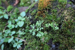 Anogramma leptophylla