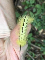 Apatelodes torrefacta