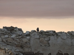 Athene noctua