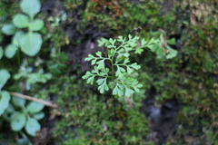 Anogramma leptophylla
