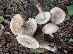 Lepiota brunneoincarnata