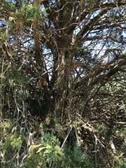 Juniperus virginiana