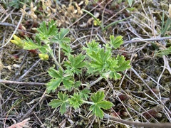Potentilla