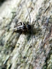 Caeciliusinae
