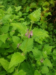 Stachys palustris