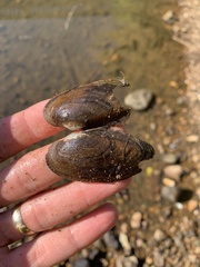 Sagittunio subrostratus