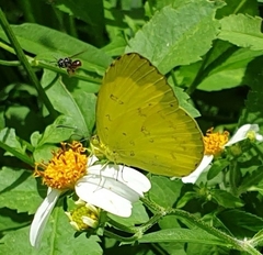 Eurema