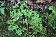 Anogramma leptophylla