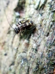 Caeciliusinae