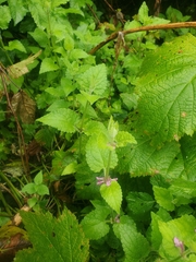 Stachys palustris