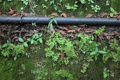 Anogramma leptophylla