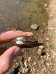 Sagittunio subrostratus