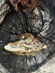 Diaperis nigronotata