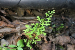 Anogramma leptophylla