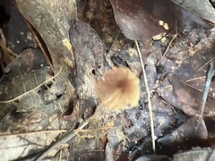 Marasmius siccus