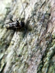 Caeciliusinae